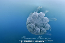 Jellfish Rizhostoma pulmo photographed in ambient light. ... by Francesco Pacienza 